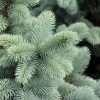 Spruce Blue Hoopsii #5 - Image 2